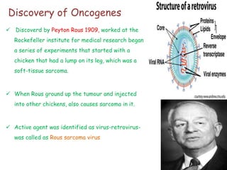 Discovery of Oncogenes
 Discoverd by Peyton Rous 1909, worked at the
Rockefeller institute for medical research began
a series of experiments that started with a
chicken that had a lump on its leg, which was a
soft-tissue sarcoma.
 When Rous ground up the tumour and injected
into other chickens, also causes sarcoma in it.
 Active agent was identified as virus-retrovirus-
was called as Rous sarcoma virus
 