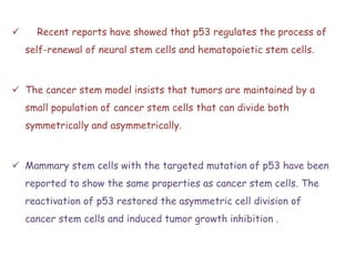  Recent reports have showed that p53 regulates the process of
self-renewal of neural stem cells and hematopoietic stem cells.
 The cancer stem model insists that tumors are maintained by a
small population of cancer stem cells that can divide both
symmetrically and asymmetrically.
 Mammary stem cells with the targeted mutation of p53 have been
reported to show the same properties as cancer stem cells. The
reactivation of p53 restored the asymmetric cell division of
cancer stem cells and induced tumor growth inhibition .
 