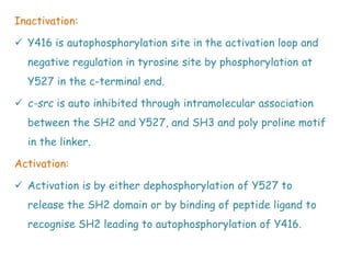 Inactivation:
 Y416 is autophosphorylation site in the activation loop and
negative regulation in tyrosine site by phosphorylation at
Y527 in the c-terminal end.
 c-src is auto inhibited through intramolecular association
between the SH2 and Y527, and SH3 and poly proline motif
in the linker.
Activation:
 Activation is by either dephosphorylation of Y527 to
release the SH2 domain or by binding of peptide ligand to
recognise SH2 leading to autophosphorylation of Y416.
 