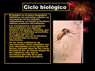 Ciclo biológico
•   El hombre es el único hospedero
    definitivo, los parásitos adultos se
    encuentran en los nódulos
    subcutáneos, en donde la hembras
    adultas producen microfilarias.
•   Los transmisores y hospederos
    intermediarios son dípteros
    hembras del género simulium, que
    al picar a un individuo parasitado,
    de la piel ingieren las
    microfilarias, que en el intestino
    se transforman en larvas
    infectantes.
•   En las áreas endémicas de
    oncocercosis, estos simulidos son
    mas abundantes en las épocas de
    lluvias, picando fuera de las casas
    durante el día, no toman sangre de
    los capilares, sino que la
    succionan del sitio de la piel
    traumatizado por la picadura.
 