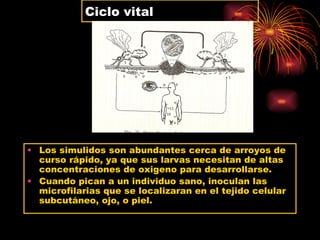 Ciclo vital




• Los simulidos son abundantes cerca de arroyos de
  curso rápido, ya que sus larvas necesitan de altas
  concentraciones de oxigeno para desarrollarse.
• Cuando pican a un individuo sano, inoculan las
  microfilarias que se localizaran en el tejido celular
  subcutáneo, ojo, o piel.
 