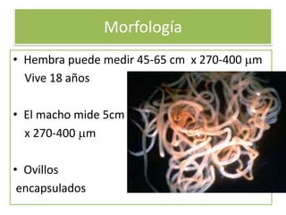 Morfología
• Hembra puede medir 45-65 cm x 270-400 m
Vive 18 años
• El macho mide 5cm
x 270-400 m
• Ovillos
encapsulados

 