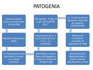 PATOGENIA
Gusanos adultos
viven en la piel hasta
16 años (NS)
Reacción inflamatoria
(MQ)
L1: Permanecen en la
piel hasta 14 meses
y no causan
molestias
Microfilaria muerta
libera Ag flogógenos
e induce la síntesis de
Ab (IgG e IgE)
Coactivación de LT e
incremento de la IL –
4 e IL – 5 y
eosinofilia.
Microfilaria  IgG -3
e IgE: ACTIVACIÓN
DEL C’
IL- 12 Incrementa la
expresión molecular
de eotaxina:
EOSINOFILOS
Adherencia
microfilaria-
eosinófilo 
Liberación de PBM
Efecto filaricida:
Hipoelasticidad y
atrofia cutánea,
opacificación corneal
 
