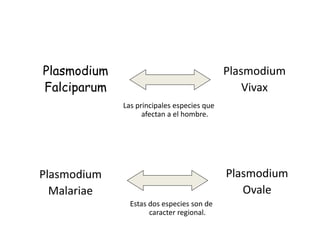 Plasmodium
Falciparum
Plasmodium
Ovale
Plasmodium
Vivax
Plasmodium
Malariae
Las principales especies que
afectan a el hombre.
Estas dos especies son de
caracter regional.
 