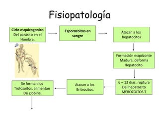 Fisiopatología
Ciclo esquizogonico
Del parásito en el
Hombre.
Esporozoitos en
sangre
Atacan a los
hepatocitos
Formación esquizonte
Madura, deforma
Hepatocito.
6 – 12 días, ruptura
Del hepatocito
MEROZOITOS T
Atacan a los
Eritrocitos.
Se forman los
Trofozoitos, alimentan
De globina.
 