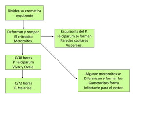Dividen su cromatina
esquizonte
Deforman y rompen
El eritrocito
Merozoitos.
Esquizonte del P.
Falciparum se forman
Paredes capilares
Viscerales.
C/48 horas
P. Falciparum
Vivax y Ovale.
C/72 horas
P. Malariae.
Algunos merozoitos se
Diferencian y forman los
Gametocitos forma
Infectante para el vector.
 