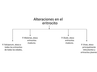Alteraciones en el
eritrocito
P. Malariae, ataca
eritrocitos
maduros.
P. Ovale, ataca
eritrocitos
maduros.
P. Falciparum, ataca a
todos los eritrocitos
de todas las edades,
P. Vivax, ataca
principalmente
reticulocitos y
eritrocitos jóvenes.
 