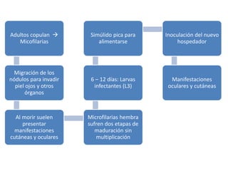 Adultos copulan 
Micofilarias
Migración de los
nódulos para invadir
piel ojos y otros
órganos
Al morir suelen
presentar
manifestaciones
cutáneas y oculares
Microfilarias hembra
sufren dos etapas de
maduración sin
multiplicación
6 – 12 días: Larvas
infectantes (L3)
Simúlido pica para
alimentarse
Inoculación del nuevo
hospedador
Manifestaciones
oculares y cutáneas
 