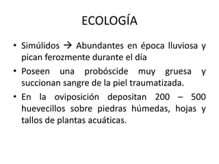 ECOLOGÍA
• Simúlidos  Abundantes en época lluviosa y
pican ferozmente durante el día
• Poseen una probóscide muy gruesa y
succionan sangre de la piel traumatizada.
• En la oviposición depositan 200 – 500
huevecillos sobre piedras húmedas, hojas y
tallos de plantas acuáticas.
 