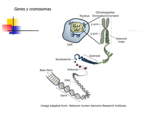 Genes y cromosomas 