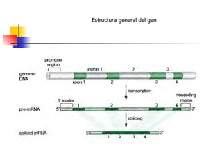 Estructura general del gen 