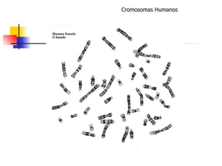 Cromosomas Humanos 