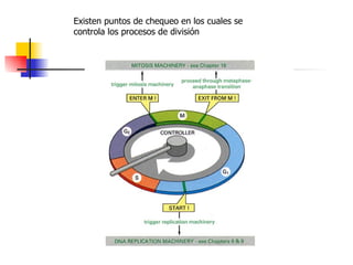 Existen puntos de chequeo en los cuales se controla los procesos de división 