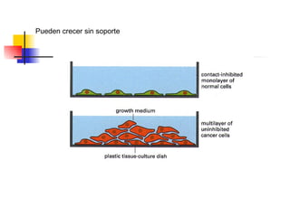 Pueden crecer sin soporte 