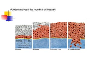 Pueden atravesar las membranas basales 