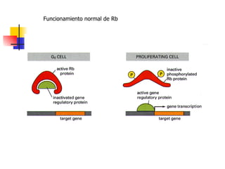 Funcionamiento normal de Rb 