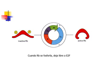 Cuando Rb se fosforila, deja libre a E2F 