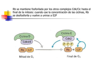Rb se mantiene fosforilada por los otros complejos Cdk/Cic hasta el final de la mitosis: cuando cae la concentración de las ciclinas, Rb se desfosforila y vuelve a unirse a E2F 