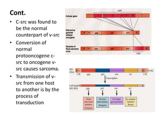 Cont.
• C-src was found to
be the normal
counterpart of v-src
• Conversion of
normal
protooncogene c-
src to oncogene v-
src causes sarcoma.
• Transmission of v-
src from one host
to another is by the
process of
transduction
 