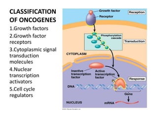 CLASSIFICATION
OF ONCOGENES
1.Growth factors
2.Growth factor
receptors
3.Cytoplasmic signal
transduction
molecules
4.Nuclear
transcription
activators
5.Cell cycle
regulators
 