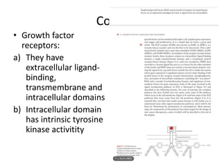 Cont.
• Growth factor
receptors:
a) They have
extracellular ligand-
binding,
transmembrane and
intracellular domains
b) Intracellular domain
has intrinsic tyrosine
kinase activitity
 