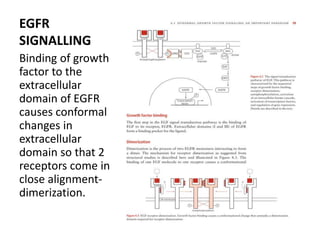 EGFR
SIGNALLING
Binding of growth
factor to the
extracellular
domain of EGFR
causes conformal
changes in
extracellular
domain so that 2
receptors come in
close alignment-
dimerization.
 