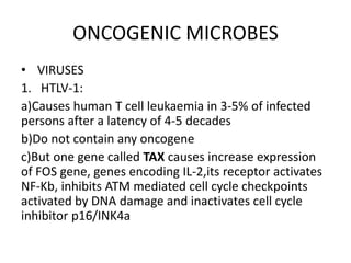 ONCOGENIC MICROBES
• VIRUSES
1. HTLV-1:
a)Causes human T cell leukaemia in 3-5% of infected
persons after a latency of 4-5 decades
b)Do not contain any oncogene
c)But one gene called TAX causes increase expression
of FOS gene, genes encoding IL-2,its receptor activates
NF-Kb, inhibits ATM mediated cell cycle checkpoints
activated by DNA damage and inactivates cell cycle
inhibitor p16/INK4a
 