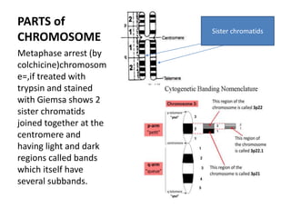 PARTS of
CHROMOSOME
Metaphase arrest (by
colchicine)chromosom
e=,if treated with
trypsin and stained
with Giemsa shows 2
sister chromatids
joined together at the
centromere and
having light and dark
regions called bands
which itself have
several subbands.
Sister chromatids
 