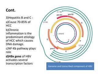 Cont.
3)Hepatitis B and C :
a)Cause 70-85% of
HCC
b)Chronic
inflammation is the
predominant etiology
of HCC which causes
DNA damage.
c)NF-Kb pathway plays
role
d)HBx gene of HBV
activates several
transcription factors
Genome and transcribed component of HBV
 