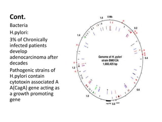 Cont.
Bacteria
H.pylori:
3% of Chronically
infected patients
develop
adenocarcinoma after
decades
Pathogenic strains of
H.pylori contain
cytotoxin associated A
A(CagA) gene acting as
a growth promoting
gene
 
