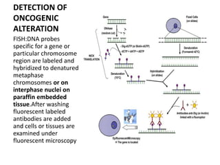 DETECTION OF
ONCOGENIC
ALTERATION
FISH:DNA probes
specific for a gene or
particular chromosome
region are labeled and
hybridized to denatured
metaphase
chromosomes or on
interphase nuclei on
paraffin embedded
tissue.After washing
fluorescent labeled
antibodies are added
and cells or tissues are
examined under
fluorescent microscopy
 