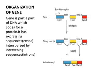 ORGANIZATION
OF GENE
Gene is part a part
of DNA which
codes for a
protein.It has
expressing
sequences(exons)
interspersed by
intervening
sequences(introns)
 