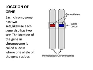 LOCATION OF
GENE
Each chromosome
has two
sets,likewise each
gene also has two
sets.The location of
the gene in
chromosome is
called a locus
where one allele of
the gene resides
 