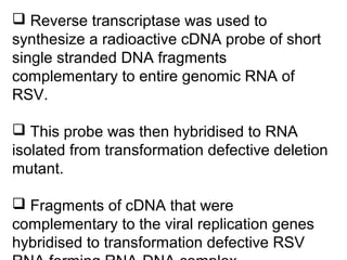  Reverse transcriptase was used to
synthesize a radioactive cDNA probe of short
single stranded DNA fragments
complementary to entire genomic RNA of
RSV.
 This probe was then hybridised to RNA
isolated from transformation defective deletion
mutant.
 Fragments of cDNA that were
complementary to the viral replication genes
hybridised to transformation defective RSV
 