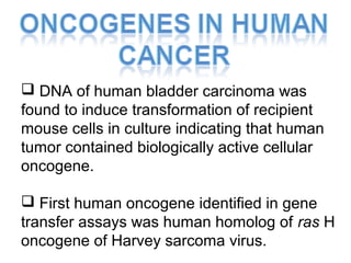 DNA of human bladder carcinoma was
found to induce transformation of recipient
mouse cells in culture indicating that human
tumor contained biologically active cellular
oncogene.
 First human oncogene identified in gene
transfer assays was human homolog of ras H
oncogene of Harvey sarcoma virus.
 