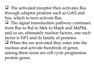  The activated receptor then activates Ras
through adaptor proteins such as Grb2 and
Sos, which in turn activate Ras.
 The signal transduction pathway continues
from Ras to Raf to Mek to Mapk and MaPkk
and so on, ultimately nuclear factors, one such
factor is NF1 and its family of proteins.
 When the are activated they enter into the
nucleus and activate hundreds of genes
among them some are cell cycle progression
protein genes.
 
