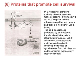 PI 3-kinase/Akt signalling
pathway prevents apoptosis.
Genes encoding PI 3-kinase/Akt
act as oncogenes in both
retroviruses and human tumors
and targets a member of Bcl-2
family.
The bcl-2 oncogene is
generated by chromosome
translocation that results in
elevated expression of Bcl-2
which blocks apoptosis and
maintains cell survival by
inhibiting the release of
cytochrome c from mitochondria
under conditions that normally
induce cell death.
 