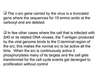  The v-src gene carried by the virus is a truncated
gene where the sequences for 19 amino acids at the
carboxyl end are deleted.
 In few other cases where the cell that is infected with
S40 or its related DNA viruses, the T-antigen produced
by the viral genome binds to the C-terminal region of
the src; this makes the normal src to be active all the
time. When the src is continuously active it
phosphorylates many of its targets and the cell gets
transformed for the cell cycle events get deranged to
proliferation without control.
 