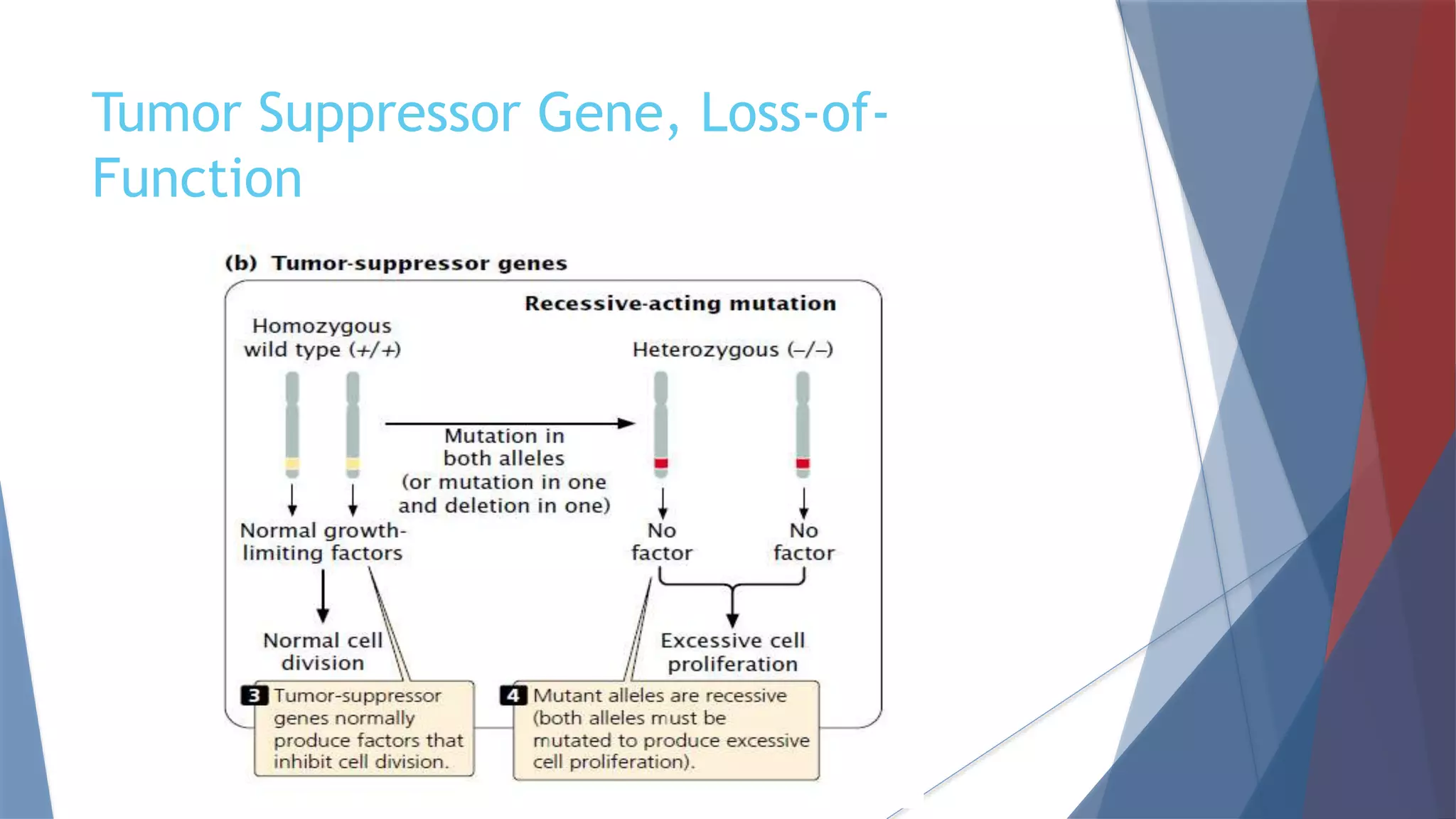 Oncogene and tumor suppressor gene | PPTX