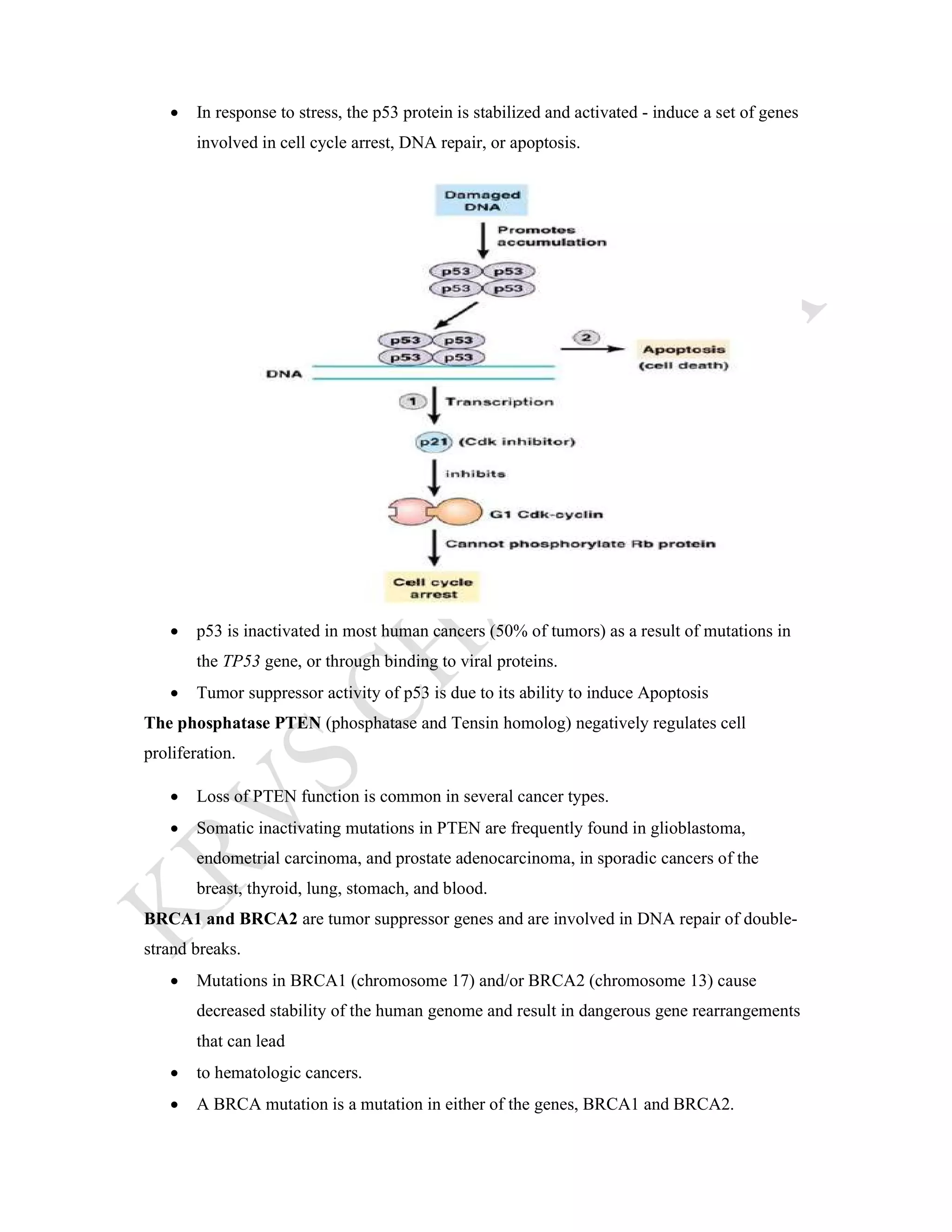 ONCOGENE AND TUMOUR SUPPRESSOR GENE | PDF