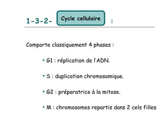 Cycle cellulaire
1-3-2-                                 :


Comporte classiquement 4 phases :

         G1 : réplication de l’ADN.

         S : duplication chromosomique.

         G2 : préparatrice à la mitose.

         M : chromosomes repartis dans 2 cels filles.
 
