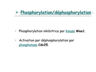  Phosphorylation/déphosphorylation :



¡   Phosphorylation inhibitrice par kinase Wee1.

¡   Activation par déphosphorylation par
    phosphatase Cdc25.
 