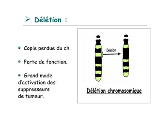  Délétion :


  Copie perdue du ch.

  Perte de fonction.

   Grand mode
d’activation des
suppresseurs
de tumeur.
 