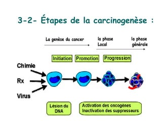 3-2- Étapes de la carcinogenèse :
 