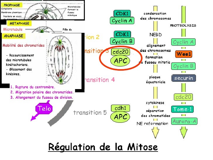 Oncogene & oncogenese