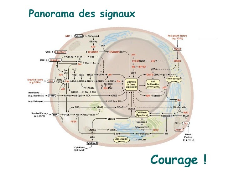 Oncogene & oncogenese
