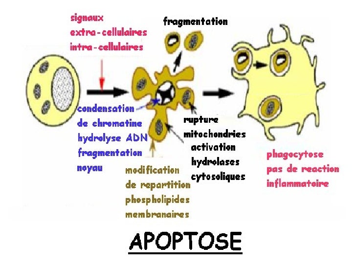 Oncogene & oncogenese