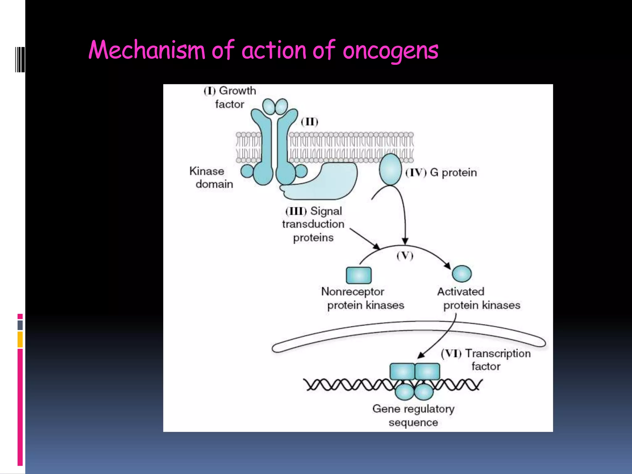 Mechanism of action of oncogens
 