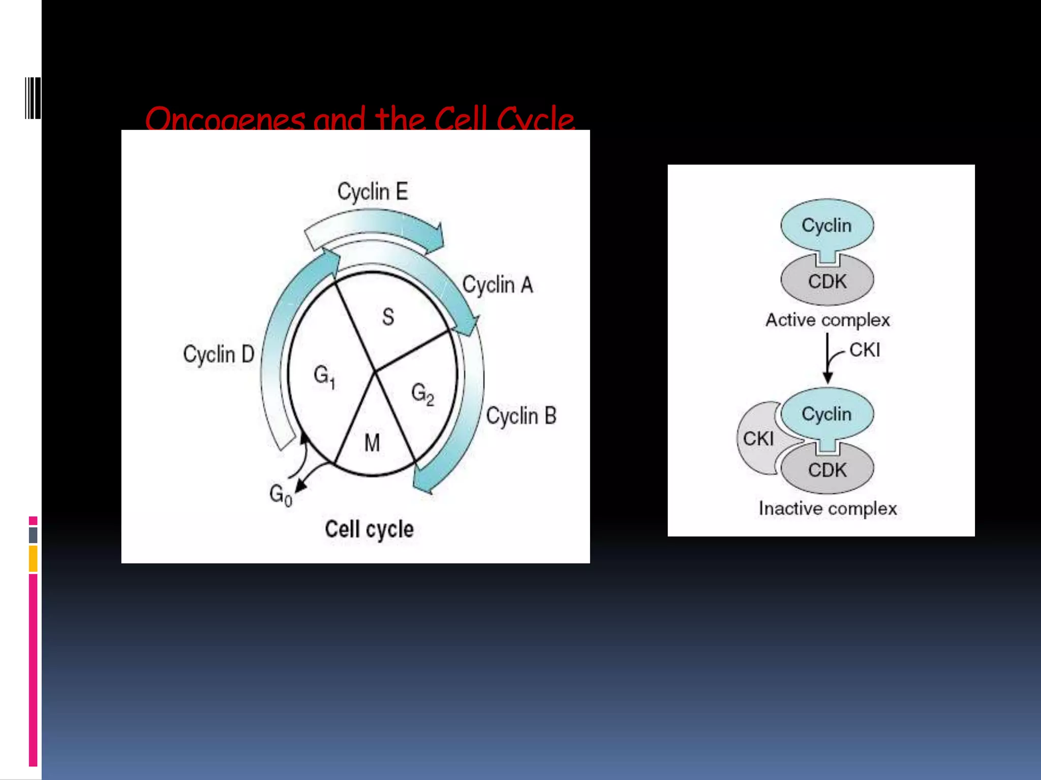 Oncogenes and the Cell Cycle
 