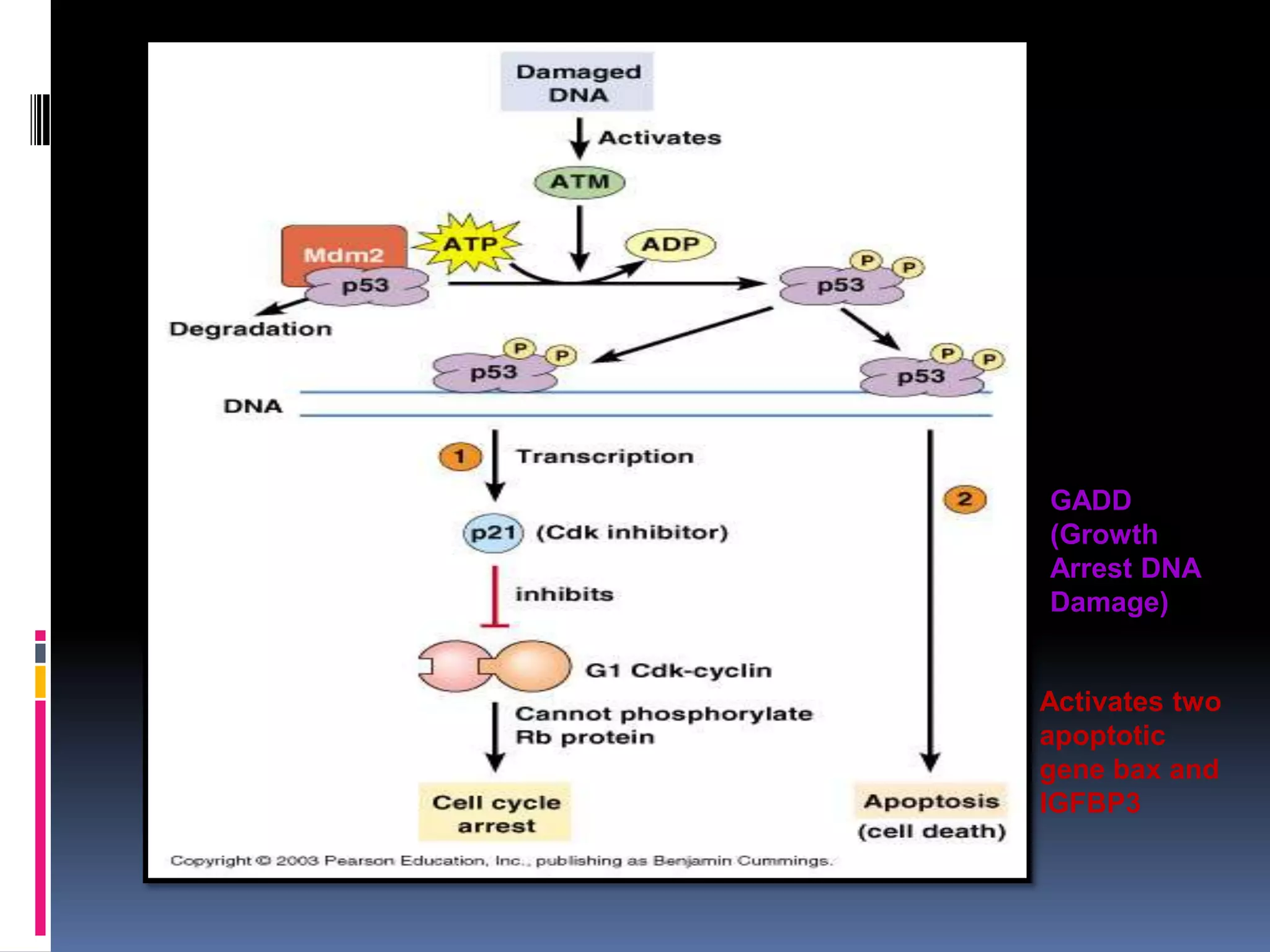 GADD
(Growth
Arrest DNA
Damage)
Activates two
apoptotic
gene bax and
IGFBP3
 